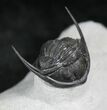 Sweet Cornuproetus Trilobite With Free-Standing Genals #27570-4